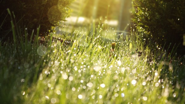 Grass Drops Dew Shado Wallpaper
