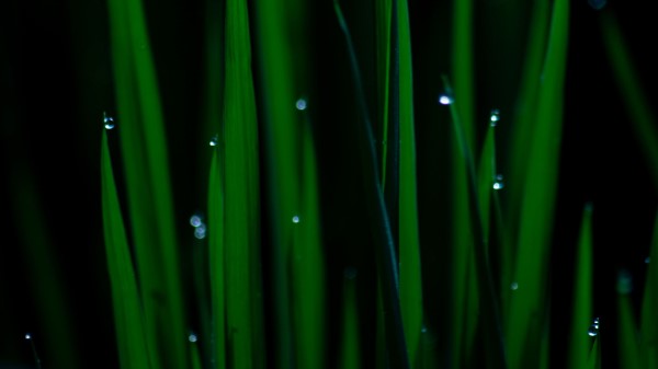 Grass Drops Wet Wallpaper