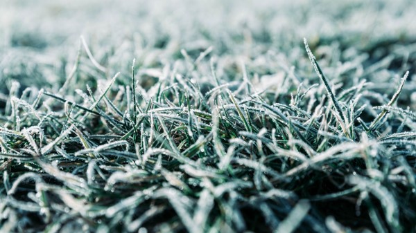 Grass Frost Macro Wallpaper