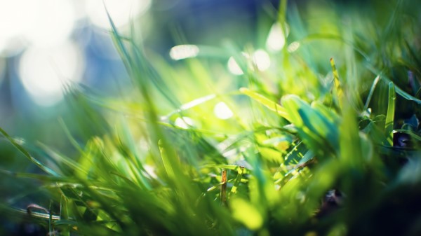 Grass Glare Blurred Light Colo Wallpaper