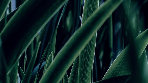 Grass Leaf Macro Wallpaper