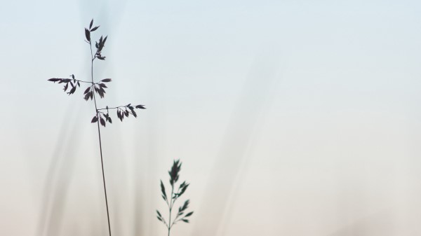 Grass Macro Closeup Wallpaper