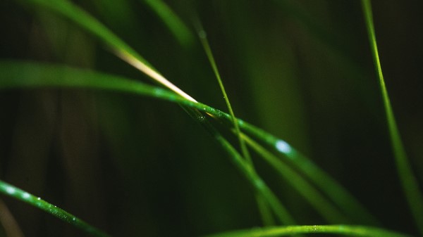 Grass Macro Leaves Wallpaper