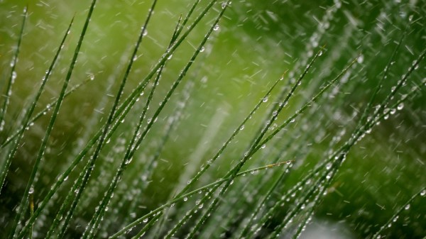 Grass Macro Snow Wallpaper