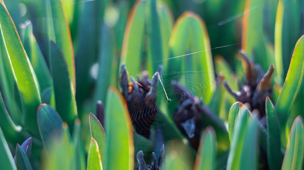 Grass Macro Spider Web Wallpaper