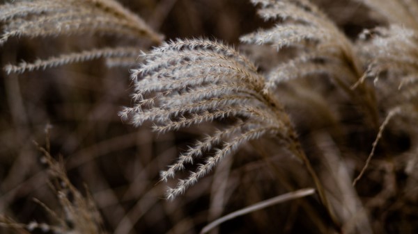 Grass Spikelets Macro Wallpaper