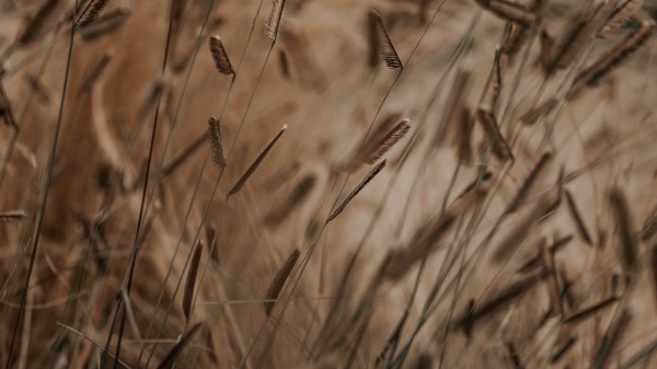 Grass Spikelets Stems Wallpaper