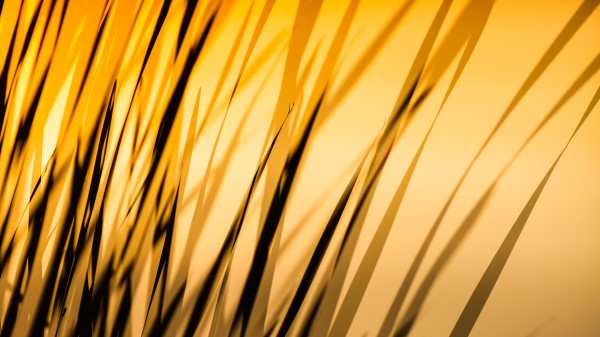 Grass Sunset Sunlight Wallpaper