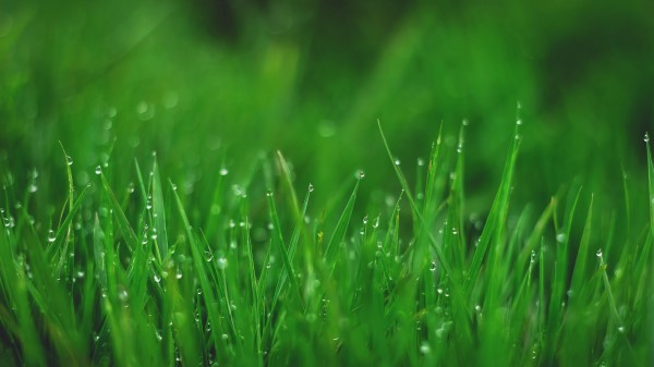 Grasses Drops Wet Wallpaper