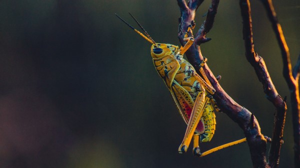 Grasshopper Insect Branches Wallpaper