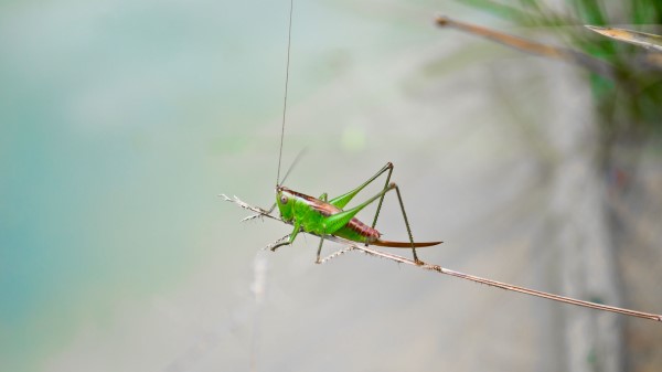 Grasshopper Insect Close Up Photography Wallpaper