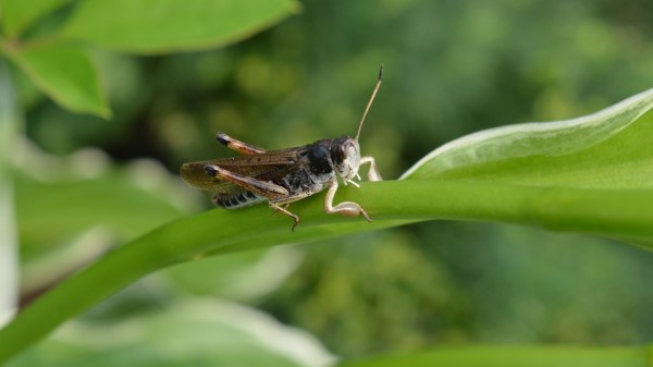 Grasshopper Insect Leaf Wallpaper