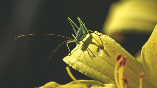 Grasshopper Insect Leaves Sunlight Wallpaper