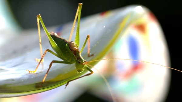 Grasshopper Insect Plant Close Up Wallpaper