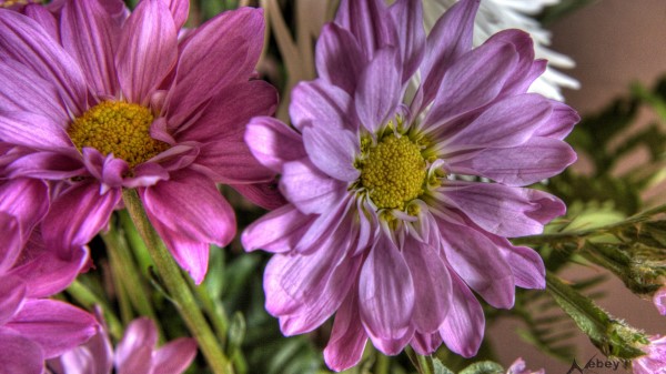 Hdr Flower Flower Wallpaper