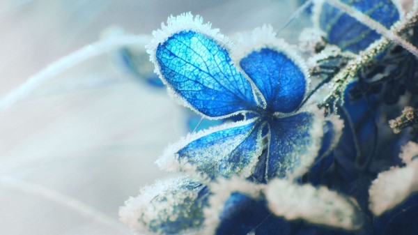 Hydrangea Frost Snow Wallpaper
