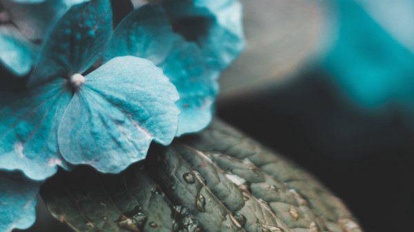 Hydrangea Inflorescences Drops Wallpaper