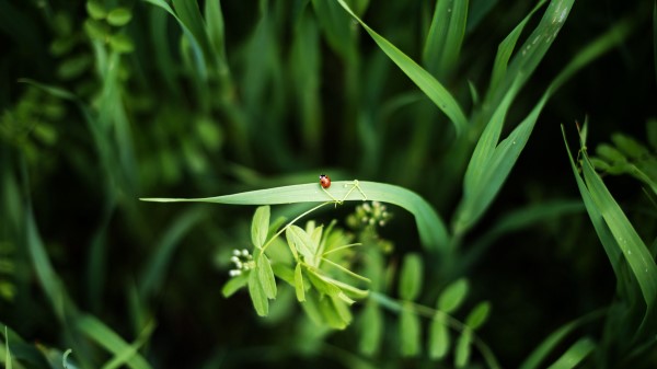 Ladybug Grass Plants Wallpaper