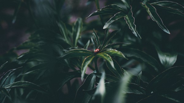 Ladybug Insect Leaves Wallpaper