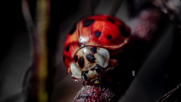 Ladybug Insect Macro Photography Wallpaper