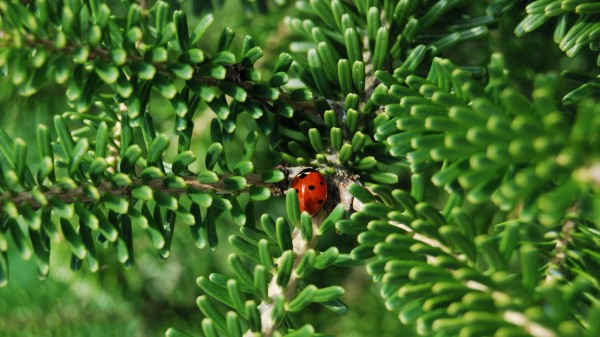 Ladybug Insect Macro Wallpaper