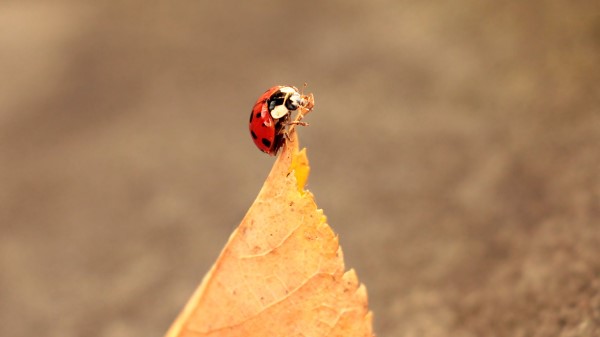 Ladybug Leaves Autumn Wallpaper