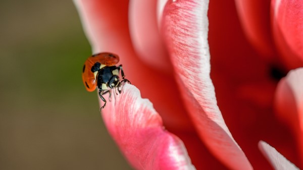 Ladybug Petals Insect Close Up Wallpaper