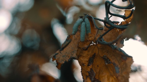 Leaf Buds Dry Wallpaper