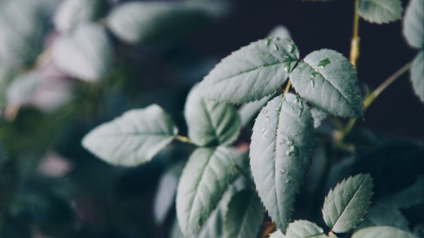 Leaf Drops Dew Blur Wallpaper