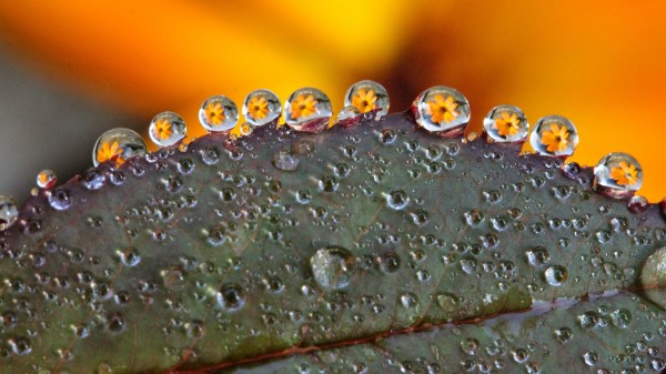Leaf Drops Dew Flowers Reflection Wallpaper