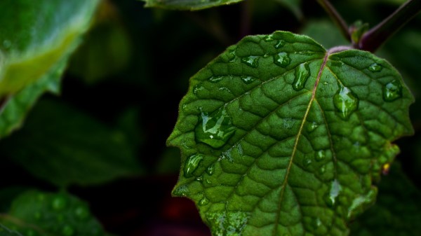Leaf Drops Green Close Up Wallpaper