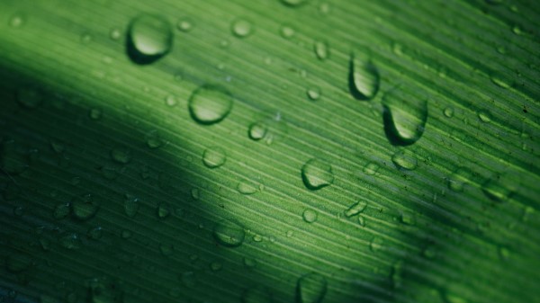 Leaf Drops Macro Photography Wallpaper