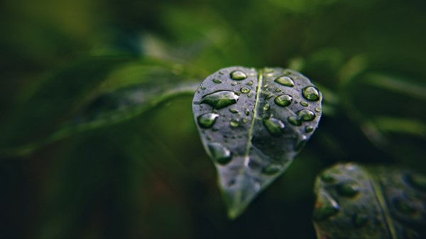Leaf Drops Macro Wallpaper