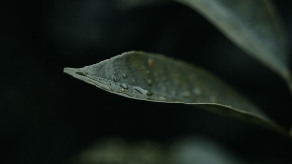 Leaf Drops Plant Wallpaper