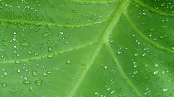 Leaf Drops Veins Photography Wallpaper
