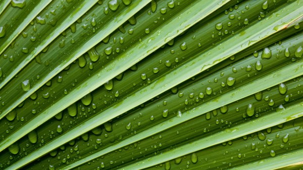 Leaf Drops Veins Wallpaper