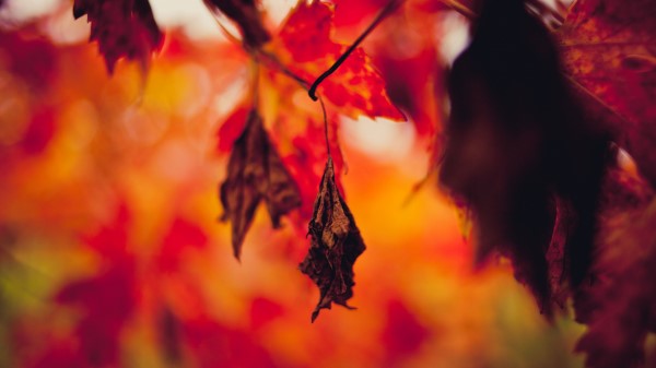 Leaf Dry Autumn Wallpaper
