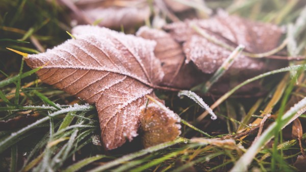 Leaf Fall Frost Dry Wallpaper