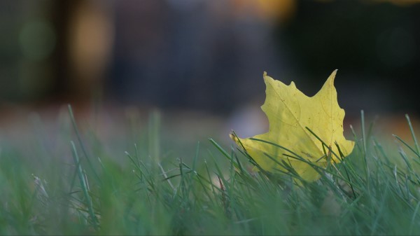 Leaf Grass Macro Wallpaper