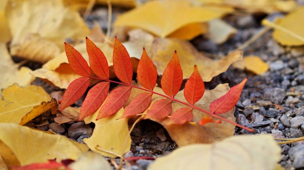 Leaf Leaves Autumn Wallpaper