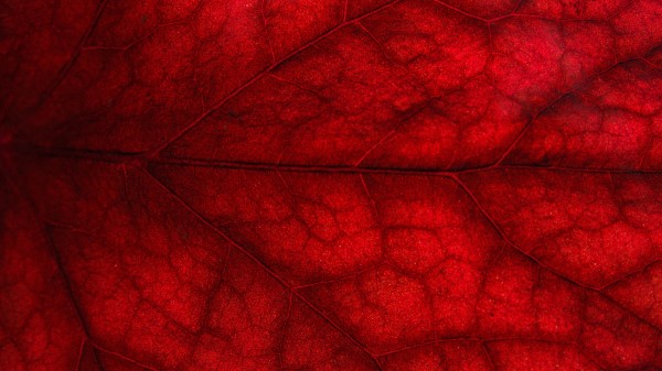 Leaf Macro Crane Wallpaper