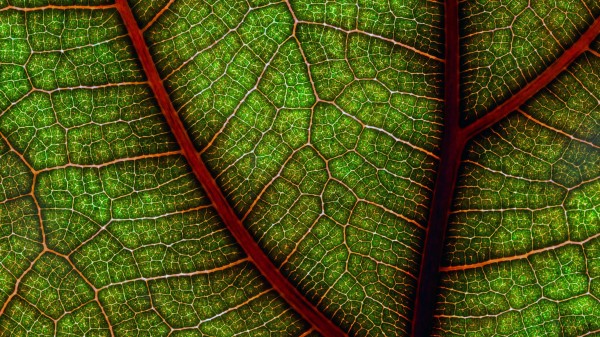 Leaf Macro Cranny Wallpaper