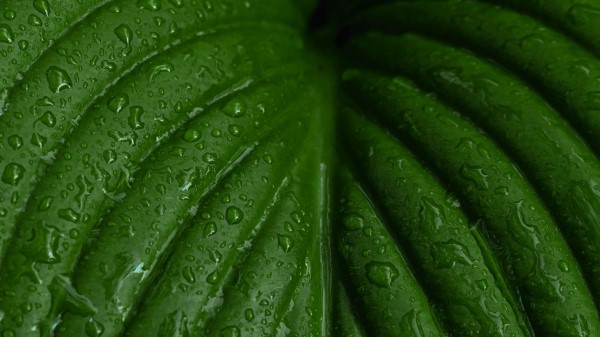 Leaf Macro Drops Photography Wallpaper