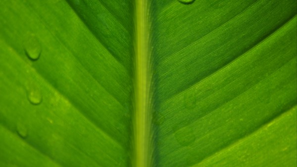 Leaf Macro Drops Wallpaper