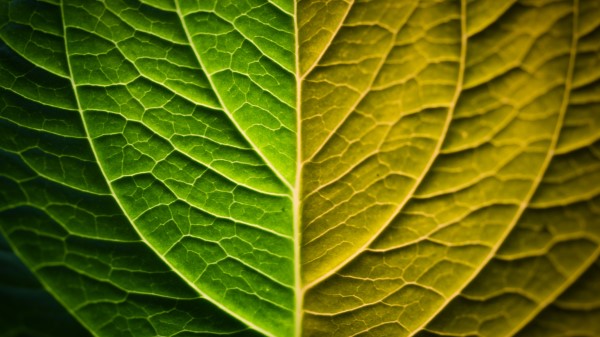 Leaf Macro Green Wallpaper