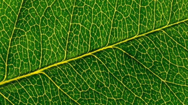 Leaf Macro Pattern Wallpaper