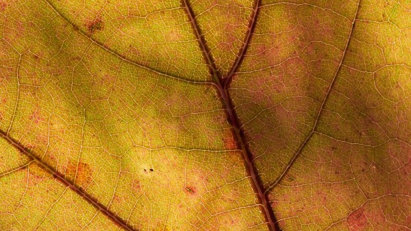 Leaf Macro Plant Wallpaper