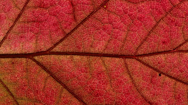 Leaf Macro Red Wallpaper