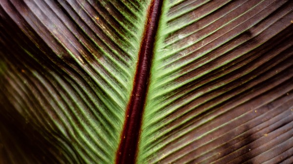 Leaf Macro Stripes Wallpaper
