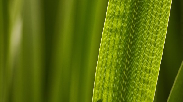 Leaf Macro Veins Photography Wallpaper